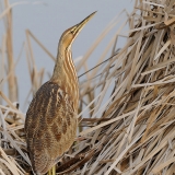 American Bittern