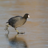 American Coot