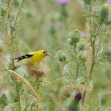 American Goldfinch