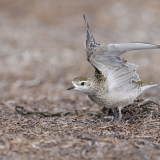 American Golden-Plover