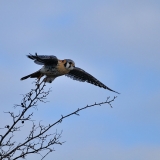 American Kestrel