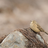 American Pipit