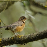 American Robin