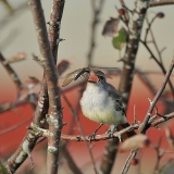 Ash-throated Flycatcher