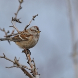 American Tree Sparrow