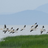 American White Pelican