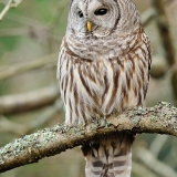 Barred Owl