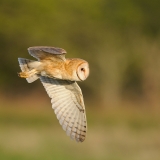 Barn Owl