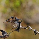 Barn Swallow