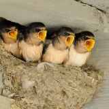 Barn Swallow