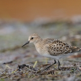 Baird's Sandpiper