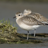Black-bellied Plover