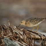 Buff-breasted Sandpiper