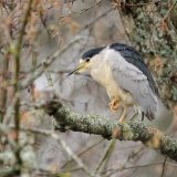 Black-crowned Night-Heron