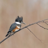 Belted Kingfisher