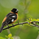Black-headed Grosbeak