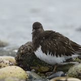 Black Turnstone