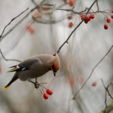 Bohemian Waxwing