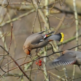 Bohemian Waxwing