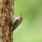 Brown Creeper