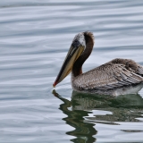 Brown Pelican