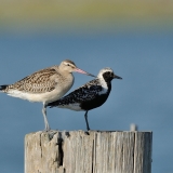 Bar-tailed Godwit & Black-bellied Plover