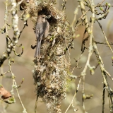 Bushtit