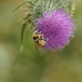 Bumble Bee