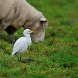 Cattle Egret