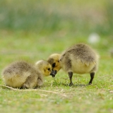 Canada Goose