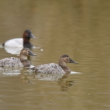 Canvasback
