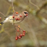 Cedar Waxwing