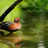 Cinnamon Teal
