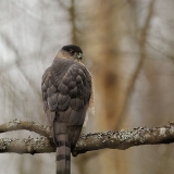Cooper's Hawk