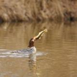 Common Merganser
