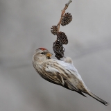 Common Redpoll