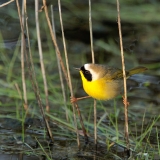 Common Yellowthroat