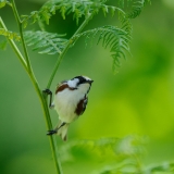Chestnut-sided Warbler
