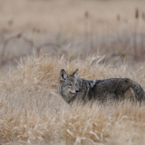 Coyote