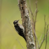 Downy Woodpecker