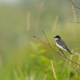 Eastern Kingbird