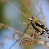 Evening Grosbeak