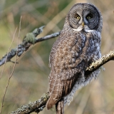 Great Grey Owl
