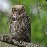 Great Horned Owl