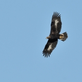 Golden Eagle