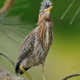 Green Heron