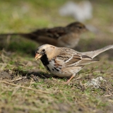 Harris's Sparrow