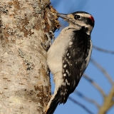 Hairy Woodpecker