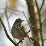 Hermit Thrush