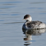Horned Grebe